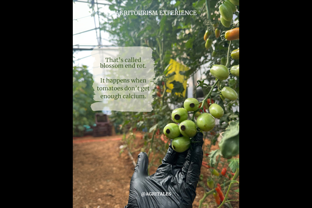 Expérience agritouristique Agritales