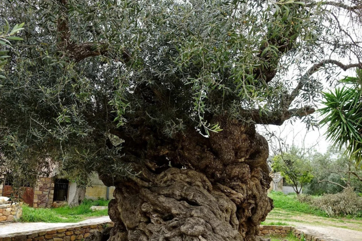 Chania Full-Day Adventure: Explore Hidden Caves, Ancient Olive Trees & Taste Cretan Wine