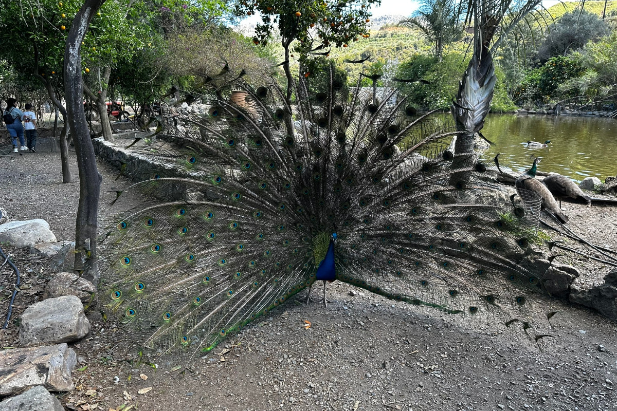 From Chania: Botanical Park of Crete & Traditional Therisso Village Full-Day Tour