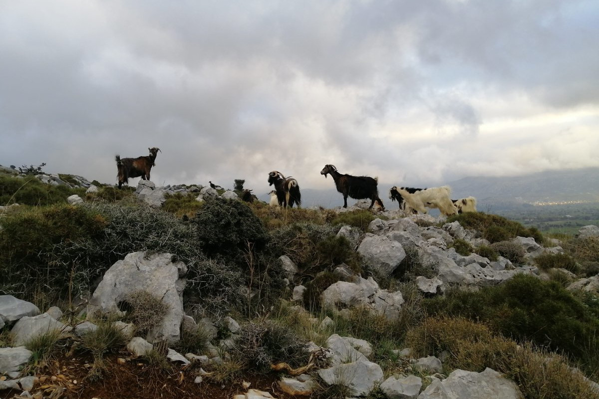 Plateau de Lasithi : excursion à vélo d`une demi-journée « de la ferme à la table » et atelier de cuisine