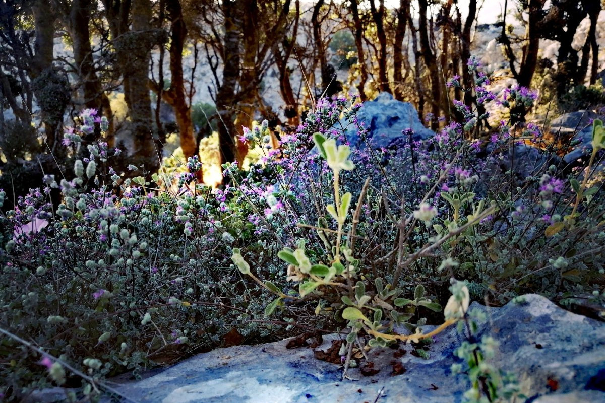 Plateau de Lasithi : excursion à vélo d`une demi-journée « de la ferme à la table » et atelier de cuisine